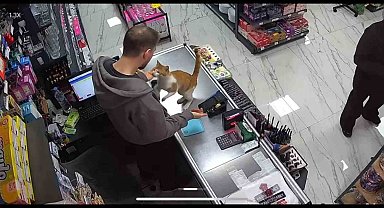 Rize'de kedi ile esnafın dostluğu