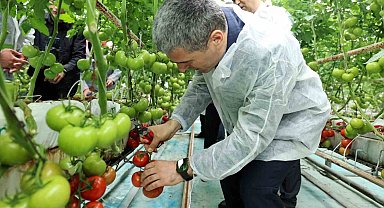 Vali Aktaş domates hasadı yaptı
