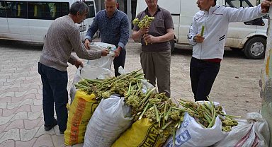 Yaylalardan toplandı, tezgâhlarda satışa sunuldu