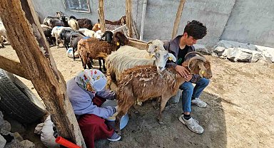 Adilcevaz'da yaylacıların yaz mesaisi devam ediyor