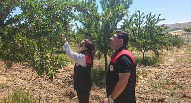 Ağın'da badem bahçelerine hastalık ve zararlı kontrolü