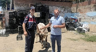 Ahırdan çalınan büyükbaş hayvan bulundu