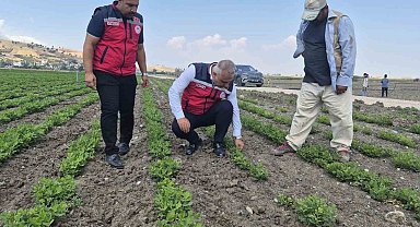 Antakya'da yer fıstığı üretimi yapılan araziler incelendi