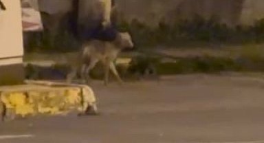 Ardahan'da gece şehre inen tilki kamerada