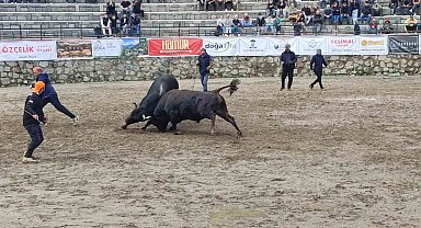 Ayder'de boğa güreşleri sağanak yağışa rağmen heyecanlı başladı