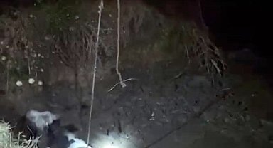 Çukura düşen ineği itfaiye kurtardı