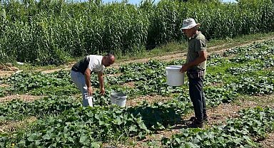 Didim'de salatalıklardan numuneler alındı