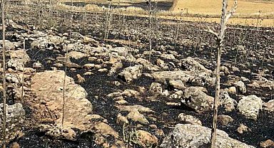 Diyarbakır'da yüzlerce dönüm ekili alan kül oldu