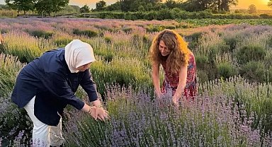 Düzce'de lavanta hasadı başladı