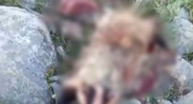 Erzincan'da köpeklerin saldırısına uğrayan porsuk telef oldu