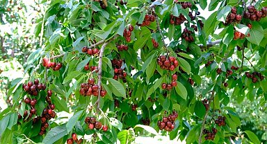 Erzincan'da yazın habercisi kiraz tezgâhlara iniyor