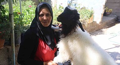 Evladını lösemiden kaybeden anne, teselliyi peşinden ayrılmayan kuzuda buldu