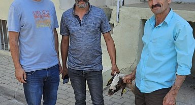 Kapılara toslayan kuzunun sahibi küpesinden bulundu