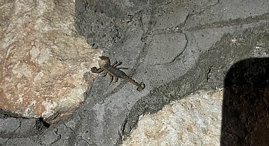 Kentin birçok farklı noktalarında akrepler görülüyor