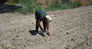 Kuşadası'nda Adabahçe yaz hasadına gün sayıyor