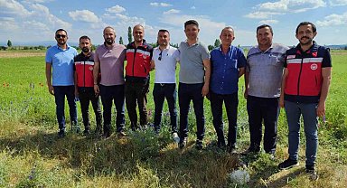 Kütahya'da çörek otu üretimi yakından takip ediliyor