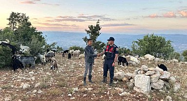 Mersin'de kayıp 40 küçükbaş dronla bulundu