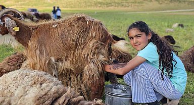 Muş'ta yayla mesaisi başladı: Lezzetli sütün sırrı dağlarda saklı