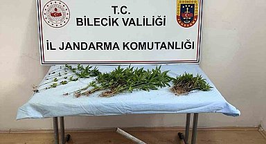 Ormanlık arazide kenevir ekimi yapan şahıs ektikleri sularken yakalandı
