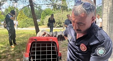 Poliklinik dış cephesine sıkışan sansar böyle kurtarıldı