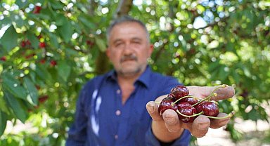 Tescilli Tokat kirazında hasat mesaisi başladı