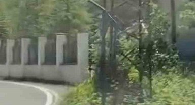 Trabzon'da ilk kez görüntülendi; Çengel boynuzlu dağ keçisi yavrusu karayoluna indi