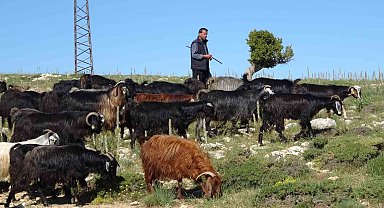 Türkiye'nin keçi yetiştirme merkezi Mersin: Toroslar yeşerdi, Yörüklerin zorlu mesaisi başladı