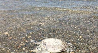 Ula'da sahilde Caretta Caretta bulundu