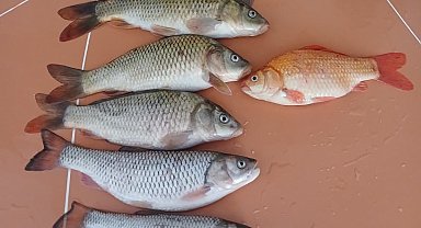 'Altın balığı' tuttum diye sevindi, oltadan sazan balığı çıktı