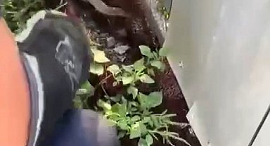 Ağa dolanarak mahsur kalan yılanı itfaiye kurtardı