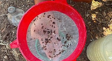 Akhisar'da zeytin sineğine karşı alarm