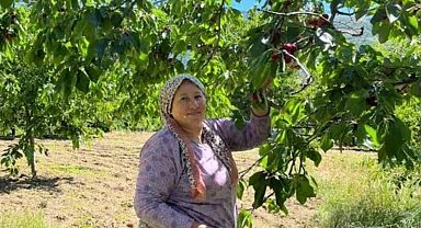 Andırın'da Çığşar kirazında hasat başladı