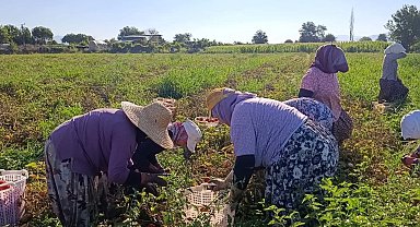 Aydın'da 12 bin 94 dekarda domates hasadı sürüyor