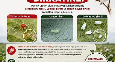 Aydınlı pamuk üreticilerine zararlı uyarısı