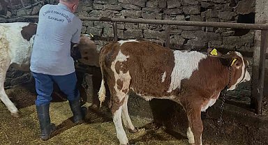 Aydıntepe'de 6 köyde daha buzağı küpeleme ve aşılama çalışmaları tamamlandı