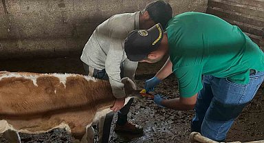 Aydıntepe'de ikinci tur buzağı küpeleme ve aşılama çalışmaları tamamlandı