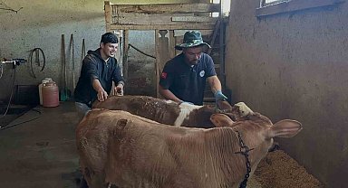 Aydıntepe'nin 8 köyünde buzağı küpeleme ve aşılama çalışmaları tamamlandı