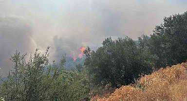Ayvacık'ta arazi yangını ormana sıçradı