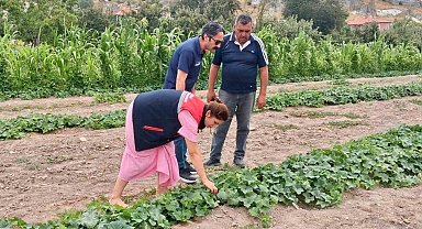 Barbunya ve kornişon salatalık da hastalık ve zararlı denetimi
