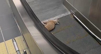 Başakşehir Metro İstasyonu'nda kedi yürüyen merdivene sıkıştı