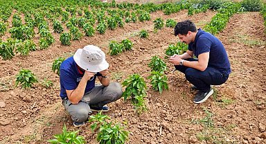 Başmakçı'da sebze ekili alanlar kontrol edidldi