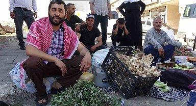 Batman'da doğal şifa mesaisi: Bahçelerden toplanan semizotu hem sağlık hem geçim kaynağı oldu