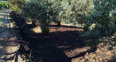 Bilecik'te zeytin tarlasında çıkan yangın korkuttu