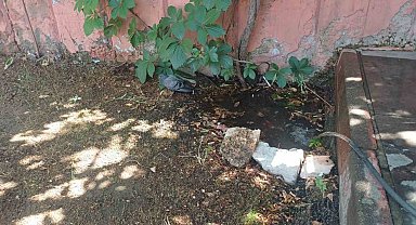 Bingöl'de sıcaktan bunalan güvercin su birikintisinde serinledi