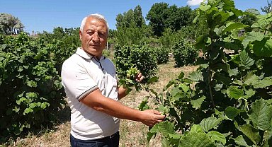 Bozkırın ortasında fındık yetiştirdi