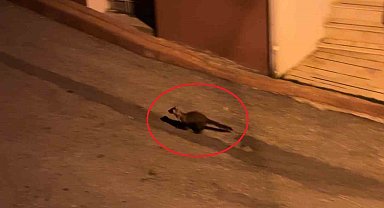 Bu mahallede geceleri sansarlar geziyor