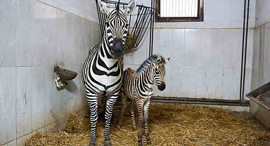 Bursa Hayvanat Bahçesi'nde zebra ailesi büyüyor