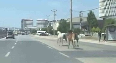 Bursa'da başıboş atlar trafiği tehlikeye attı