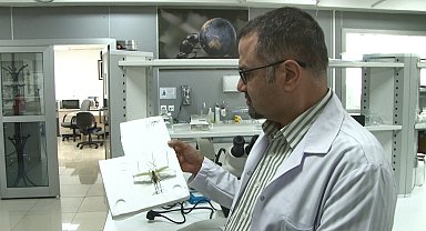 Çekirge paniğine uzman yorumu: "İstila söz konusu değil"