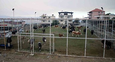 Çine'de alevlerin ulaştığı mahallede hayvanlar halı sahada korumaya alındı